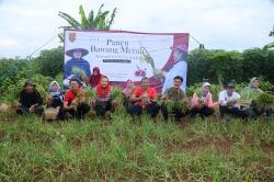 Wali Kota Semarang Dorong Budidaya Bawang Merah Varietas Bima Dilakukan secara Masif