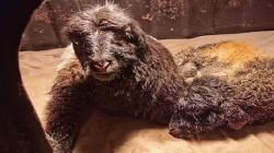 China Sukses Kloning Sepasang Kambing Tibet, Ini Teknik yang Digunakan 