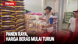 Masuki Masa Panen Raya, Harga Beras Mulai Menurun