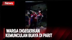 Warga Tarakan, Kalimantan Utara Digegerkan Kemunculan Buaya di Parit