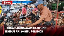 Harga Daging Ayam Melonjak, Ayam Kampung Tembus Rp150.000 per Ekor