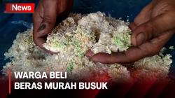 Penampakan Beras Murah Bulog Ada yang Busuk dan Tak Layak Konsumsi