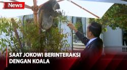 Potret Presiden Jokowi Berinteraksi dengan Koala di Sela Makan Siang KTT ASEAN-Australia