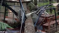 Pohon Besar Tumbang Timpa Bangunan di Objek Wisata Orchid Forest