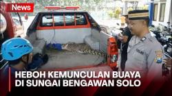 Geger Kemunculan Buaya Dekat Kandang Ternak Warga saat Sungai Bengawan Solo Banjir