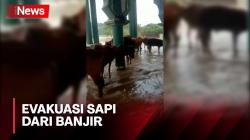 Warga Sampang Evakuasi Sapi ke Masjid untuk Hindari Banjir