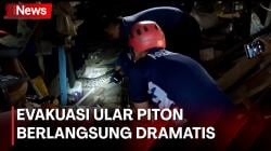 Ular Piton Sepanjang 4 Meter Mangsa Ayam Milik Warga, Evakuasi Berlangsung Dramatis