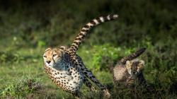 Tercepat di Dunia, Ini Alasan Cheetah Mampu Berlari Kencang