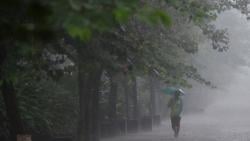 Jakarta Diguyur Hujan dan Angin Kencang, Pohon Tumbang Tutupi Jalan Permata Hijau Jaksel
