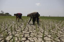 Duh! 30 Hektare Sawah Gagal Panen gegara Pipa Sumur Minyak Vale Bocor