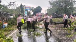Hujan Disertai Angin Kencang di Indramayu, Pohon Besar Tumbang Tutup Jalan<
