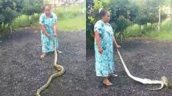 Viral Video Emak-Emak Penuh Emosi Banting Ular Besar, Netizen: Ras Terkuat di Dunia