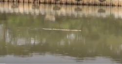 Dua Buaya Gegerkan Warga Pantai Indah Kapuk, Muncul di Kali Cengkareng Drain