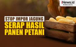 Infografis Impor Jagung Disetop, Kementan Minta Serap Hasil Panen Petani