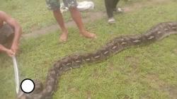 Heboh, Ular Piton Raksasa Sepanjang 10 Meter Ditangkap Warga Muna