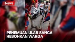 Penemuan Ular Sanca Sepanjang 4 Meter Hebohkan Warga Ciracas, Jakarta Timur