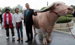 Ketika PM Thailand Kaget Ada Kerbau Albino seharga Rp7,8 Miliar