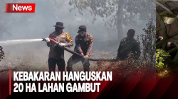 20 Ha Lahan Gambut di Pelalawan Hangus Terbakar, Petugas Gabungan Berjibaku Padamkan Api