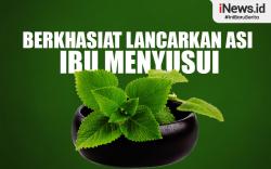 Infografis Daun Torbangun Berkhasiat Melancarkan ASI 