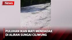 Banyak Ikan Mati di Aliran Sungai Ciliwung, Diduga akibat Tercemar Limbah
