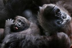 Bayi Gorila Terancam Punah Lahir di Kebun Binatang London