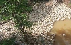 Ribuan Bangkai Ayam Dibuang ke Sungai di Musi Rawas, Polisi Turun Tangan<