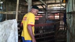 2 Kambing Milik Warga Depok Hilang, Tersisa Jeroan di Kandang