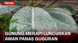 Pagi Ini Gunung Merapi Luncurkan Awan Panas Guguran, 7 Desa di Magelang Terkena Hujan Abu