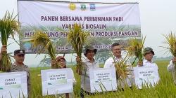 Kementan dan Pemprov Banten Kembangkan Padi Varietas Biosalin untuk Wilayah Pesisir