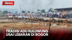 Keseruan Tradisi Adu Kuluwung saat Warga 2 Kampung di Bogor Berbalas Tembakan Meriam Raksasa