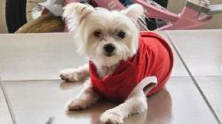 Viral Aksi Sadis 4 Pemuda Jember Hantam Anjing Mungil dengan Balok Semen hingga Mati