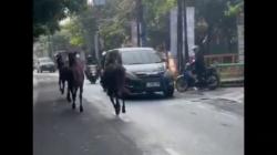 Siwalankerto Heboh, 3 Kuda Lepas Berlarian di Jalan Raya<