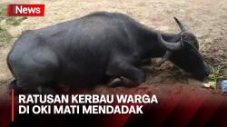 Diduga Terserang Virus, Ratusan Kerbau Warga di OKI Mati Mendadak Usai Kejang
