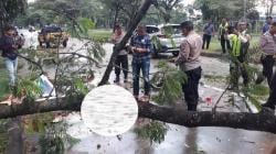 2 Pemotor Tewas Tertimpa Pohon Tumbang, Dievakuasi ke RS Bayu Asih Purwakarta