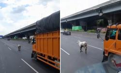 Heboh, Seekor Sapi Lari di Tengah Jalan Tol Berusaha Diamankan Sopir Truk