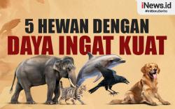 Infografis Daftar 5 Hewan yang Memiliki Daya Ingat Kuat