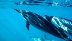 5 Hewan dengan Daya Ingat Kuat, Nomor 3 Mudah Ditemui di Sekitar Anda