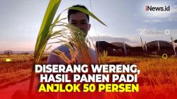 Hasil Panen Petani Kulon Progo Anjlok 50 Persen Usai Padi Diserang Hama Wereng