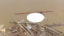 Warga Batubara Geger, Mayat Ditemukan Tersangkut Tumpukan Kayu di Sungai Dalu Dalu