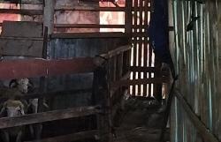 Belasan Ekor Kambing Dicuri di Sawangan Depok, Cuma Sisa Jeroan