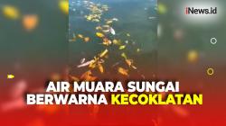 Air Muara Sungai Marana di Maros Sulawesi Selatan Tercemar, Puluhan Ikan Ditemukan Mati Mendadak