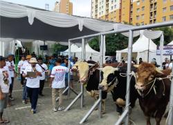 Perdana di Jakarta, APPSI Sukses Gelar Kontes dan Expo Sapi Piala Pimpinan MPR 2024