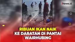 Fenomena Alam, Ribuan Ikan Naik ke Daratan di Pantai Wairhubing Sikka