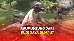 Panen Lebih dari 10 Kali Setahun, Potensi Cuan Budi Daya Rumput 