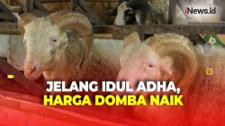Kenaikan Harga Hewan Kurban Capai Rp500 Ribu/Ekor Jelang Idul Adha di Tangerang