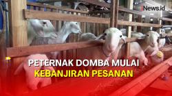 Jelang Idul Adha, Peternak Domba di Malang Kebanjiran Pesanan 