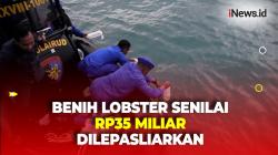 Hasil Sitaan, Benih Lobster Senilai Rp35 Miliar Dilepasliarkan di Perairan Semujur