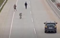 Viral Sapi Lepas Masuk Jalan Tol Kisaran-Lima Puluh Asahan, Petugas Kalang Kabut
