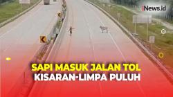 Sapi Masuk Jalan Tol Kisaran-Limpa Puluh, Terus Berlari saat Akan Dievakuasi