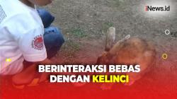 Serunya Berwisata ke Taman Kelinci di Jember, Anak-Anak Dapat Menggendong hingga Memberi Makan